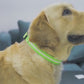 Adjustable LED Dog Collar